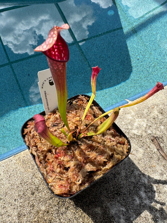 Sarracenia 'Mississippi'