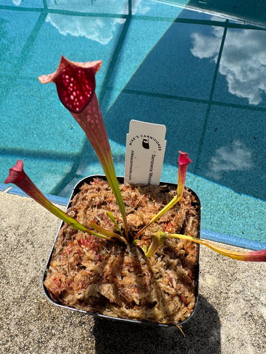 Sarracenia 'Mississippi'
