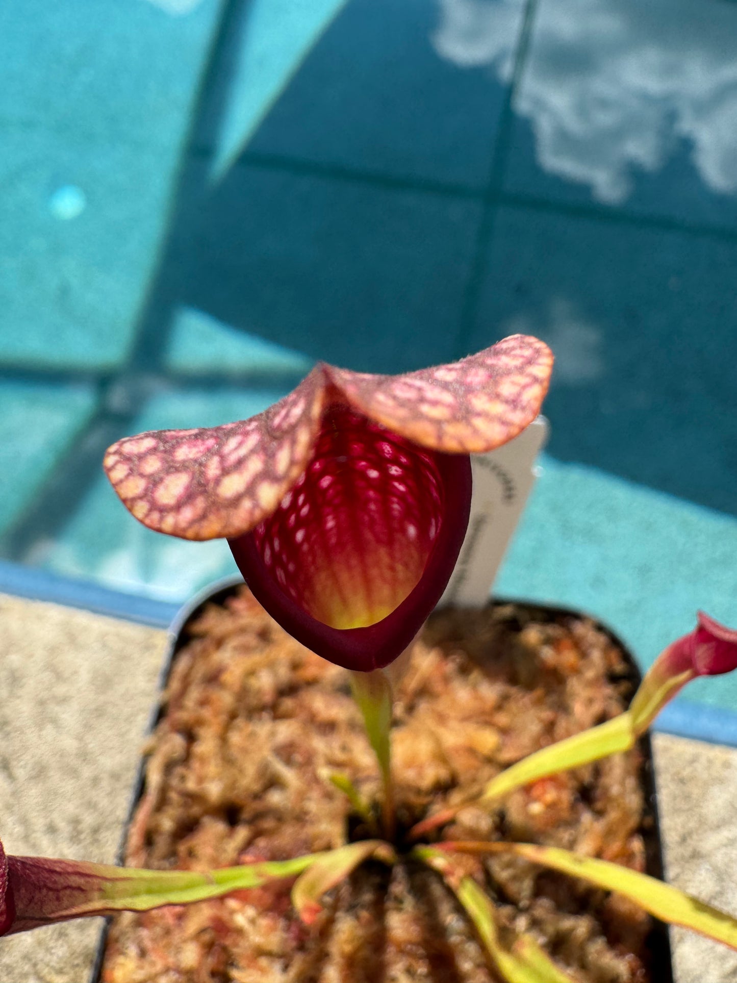 Sarracenia 'Mississippi'