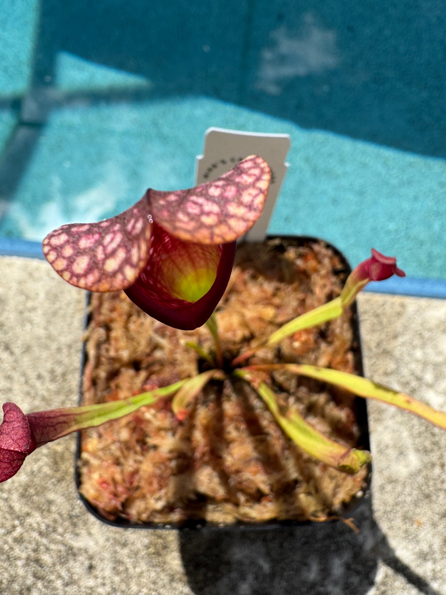 Sarracenia 'Mississippi'