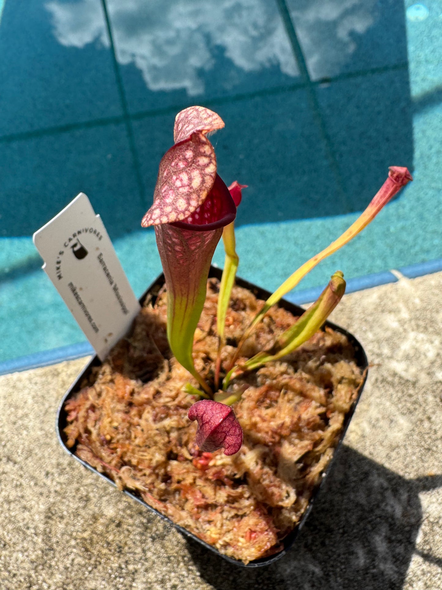 Sarracenia 'Mississippi'
