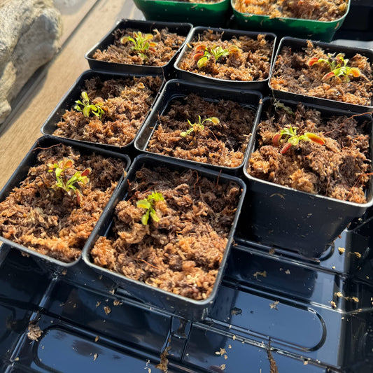 Venus Flytrap (Dionaea Muscipula) 'PPSG' in a 2.5" pot