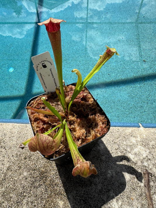 Sarracenia 'Philadelphia' in a 3.5" pot