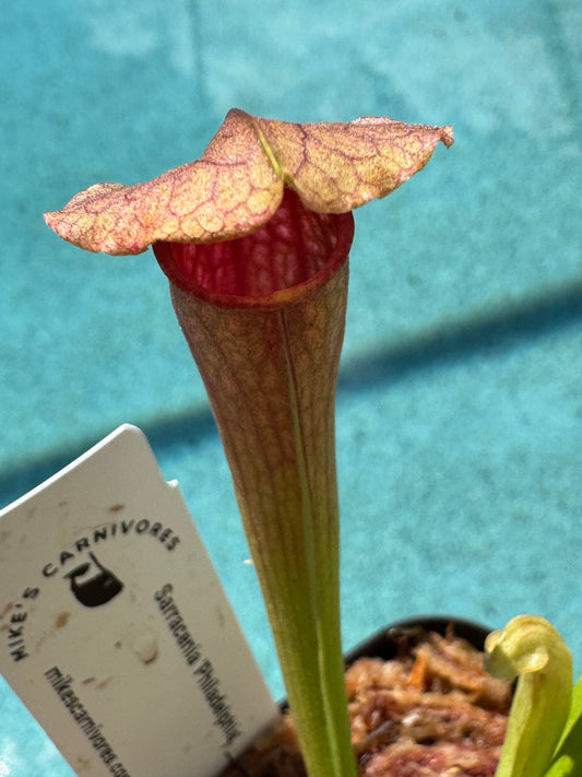 Sarracenia 'Philadelphia' in a 3.5" pot