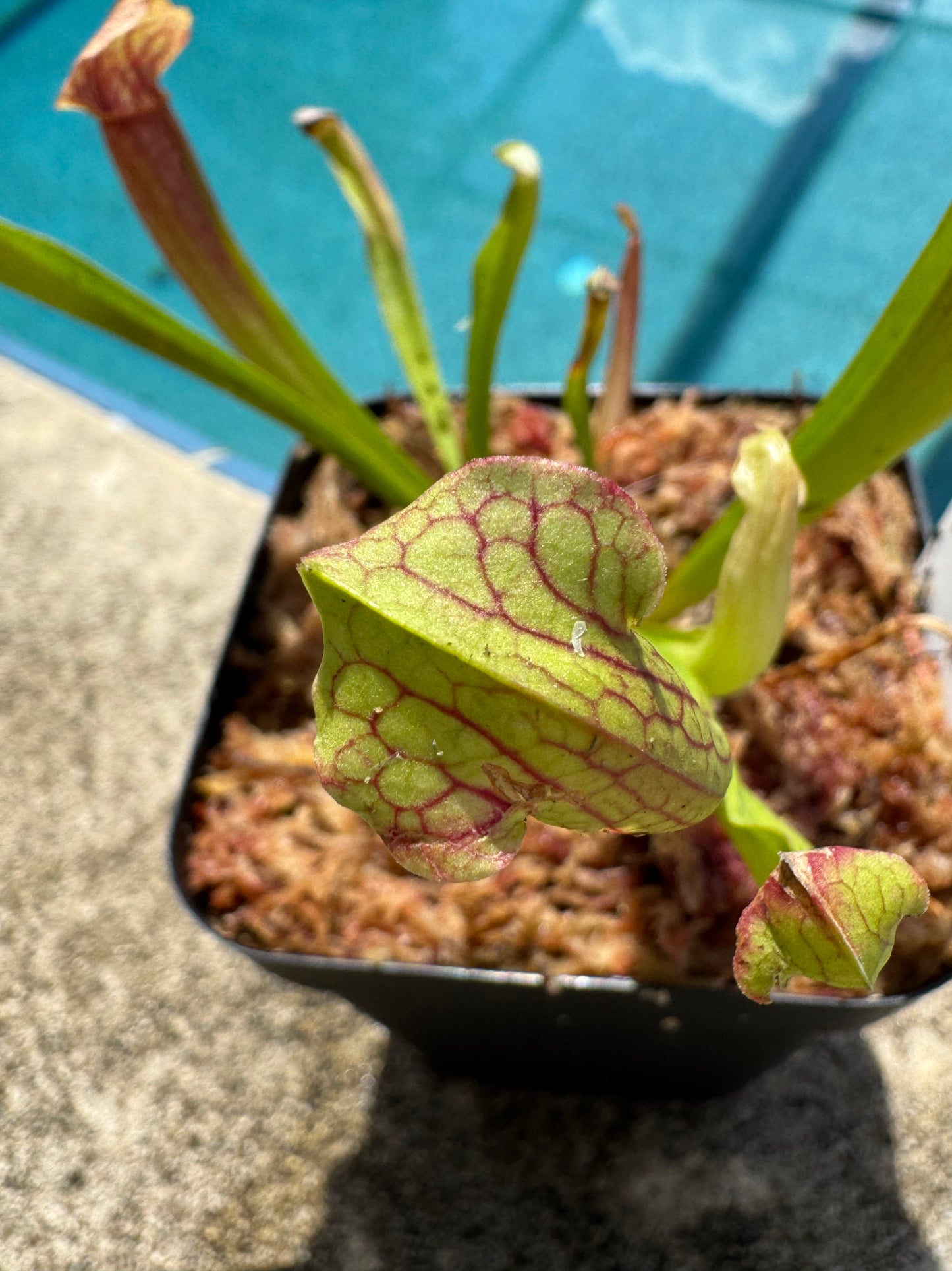 Sarracenia 'Philadelphia' in a 3.5" pot