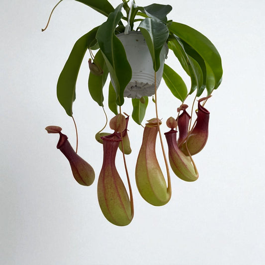Nepenthes Ventrata (XL) in a 6" Hanging Basket