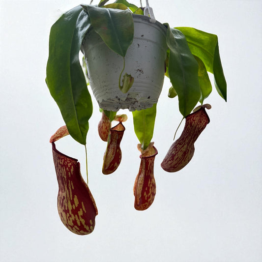 Nepenthes St. Gaya (XL) in a 6" Hanging Basket