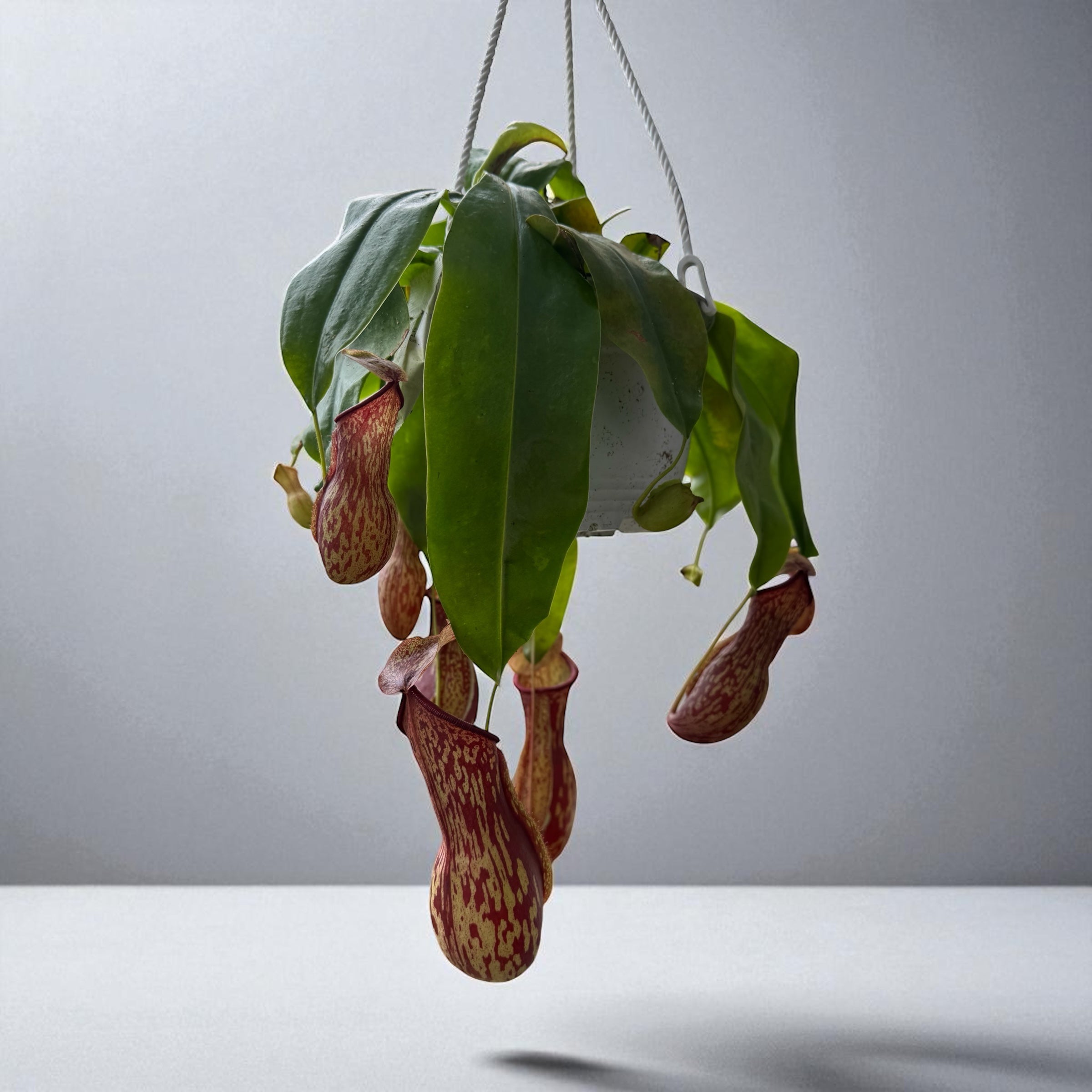 Photoroom_20250906_231449.jpg?