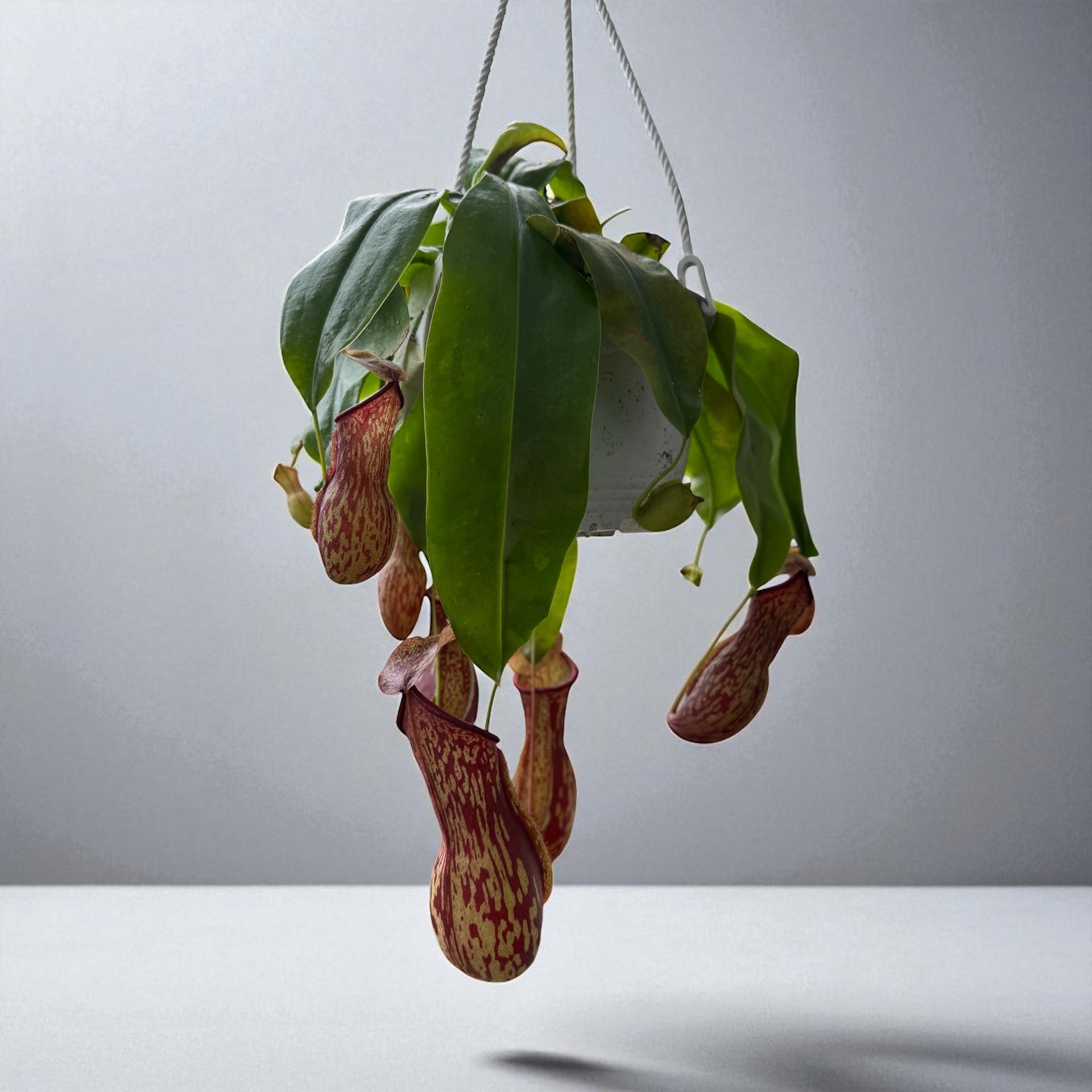 hanging pitcher plant Nepenthes St. Gaya (XL) in a 6" Hanging Basket