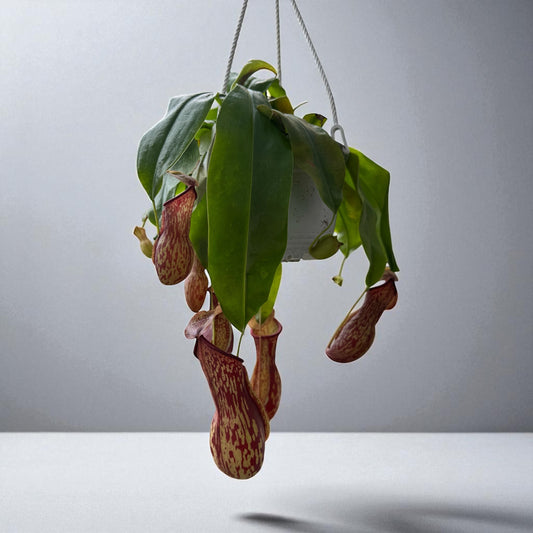 Nepenthes St. Gaya (XL) in a 6" Hanging Basket