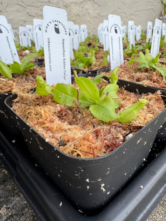 Nepenthes 'Addies Fangs'