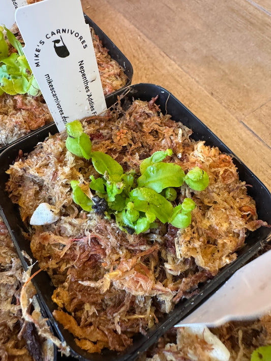 Nepenthes 'Addies Fangs'