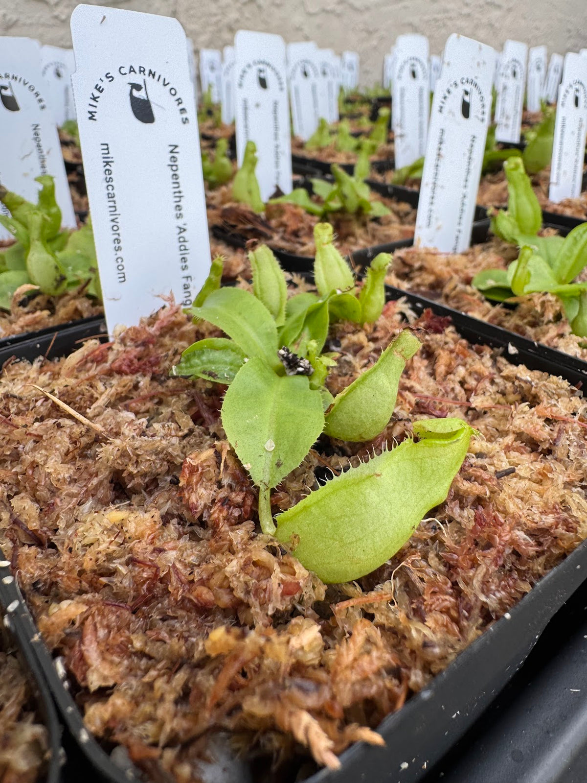 Nepenthes 'Addies Fangs'