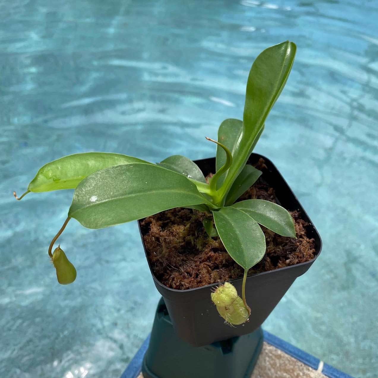 Nepenthes Alata in a 3.5" pot