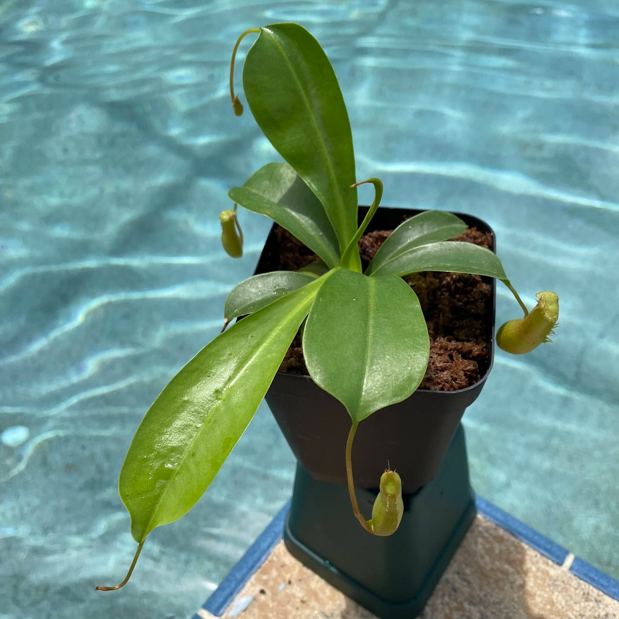 Nepenthes Alata in a 3.5" pot