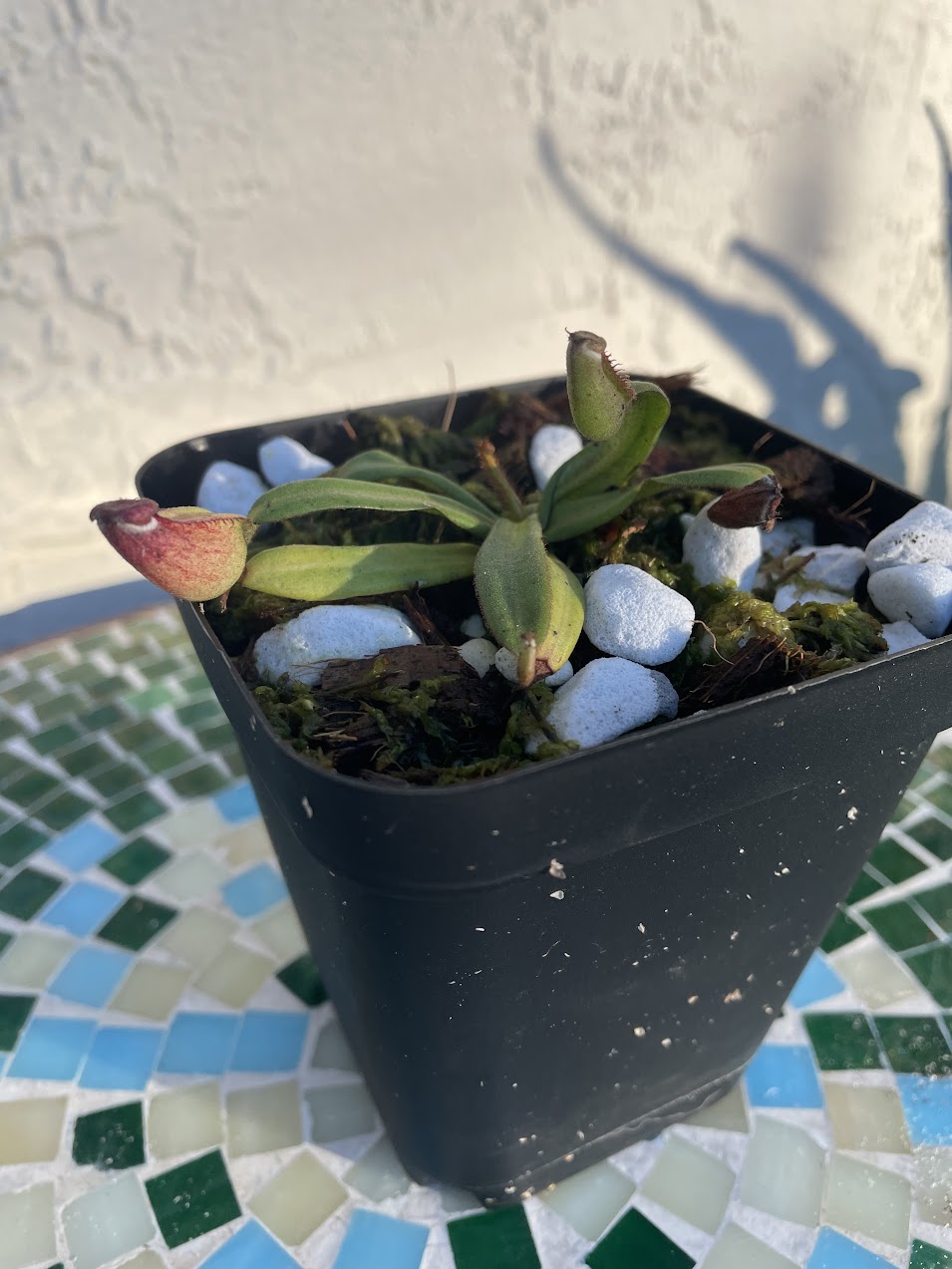 Nepenthes Albomarginata in a 3.5" pot