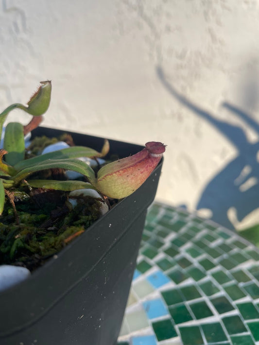 Nepenthes Albomarginata in a 3.5" pot