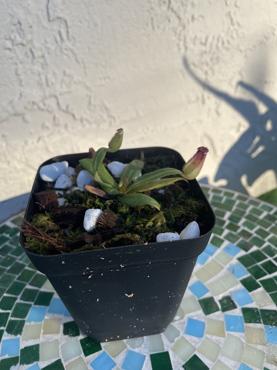 Nepenthes Albomarginata in a 3.5" pot