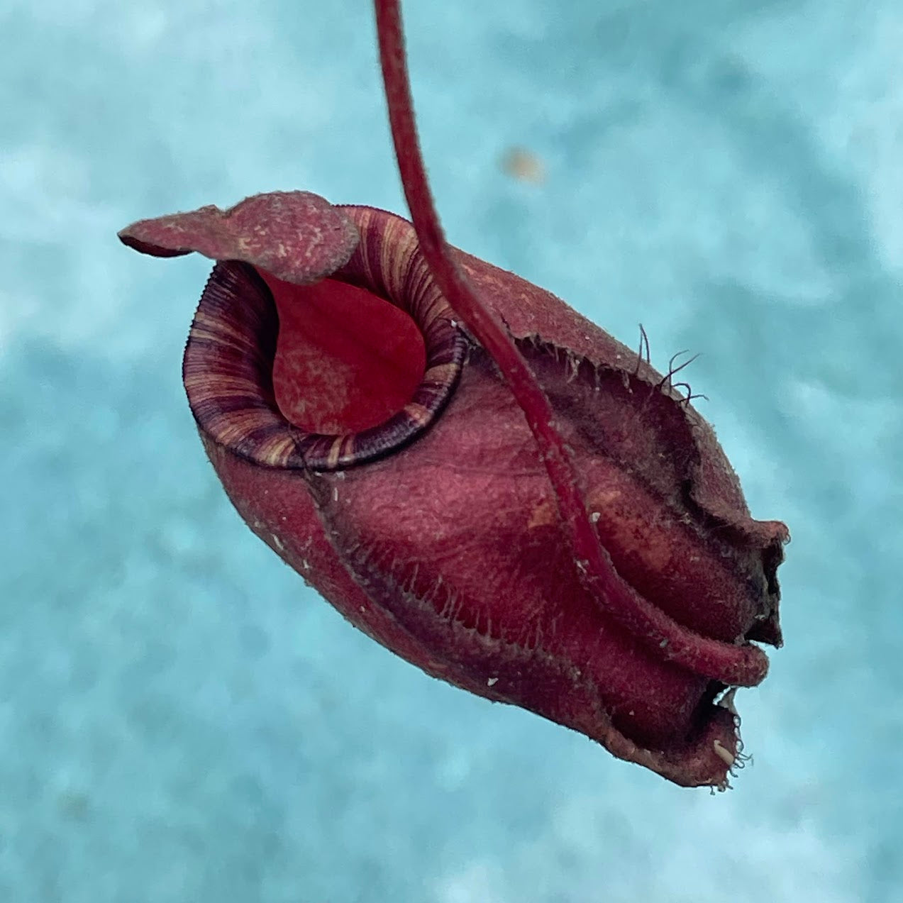 Nepenthes Ventricosa x Ampullaria 'Black Miracle' in a 3.5" pot