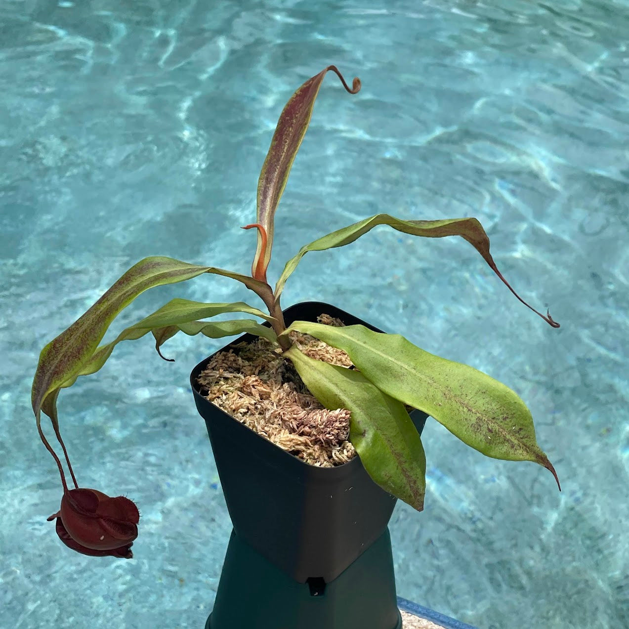 Nepenthes Ventricosa x Ampullaria 'Black Miracle' in a 3.5" pot