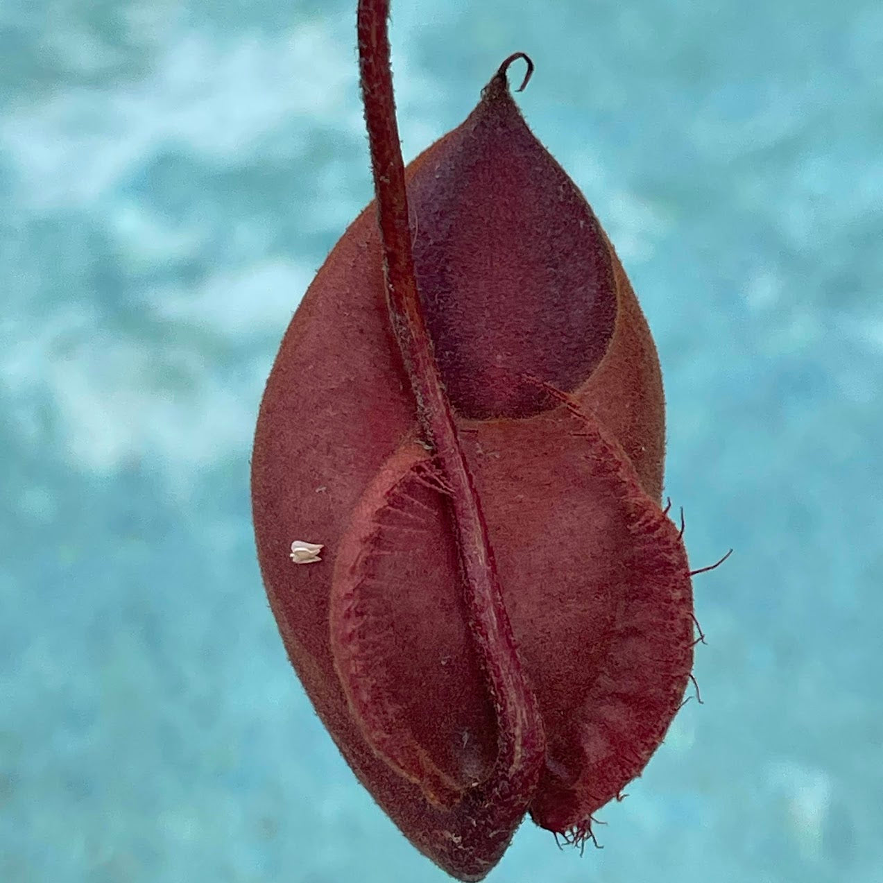 Nepenthes Ventricosa x Ampullaria 'Black Miracle' in a 3.5" pot