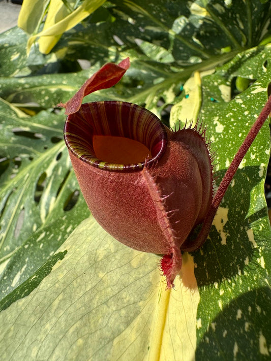 Nepenthes Ventricosa x Ampullaria 'Black Miracle' in a 3.5" pot