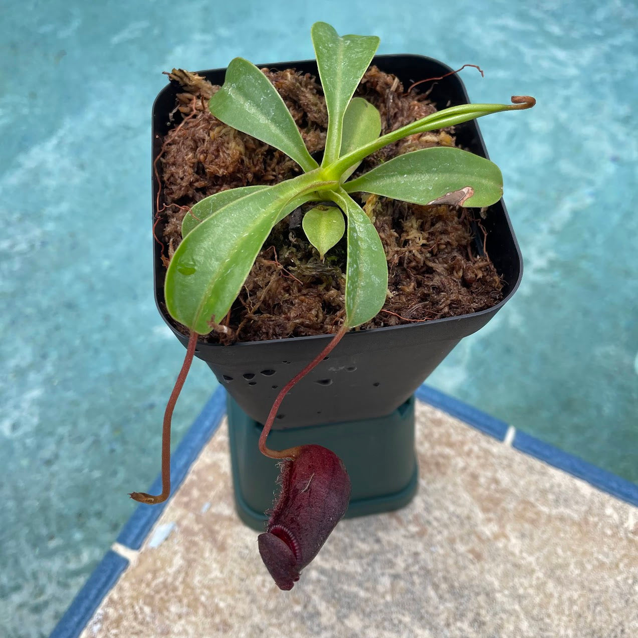 Nepenthes 'Briggsiana' (Lowii x Ventricosa 'Red') in a 3.5" pot