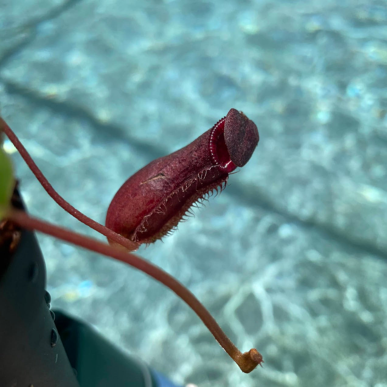 Nepenthes 'Briggsiana' (Lowii x Ventricosa 'Red') in a 3.5" pot