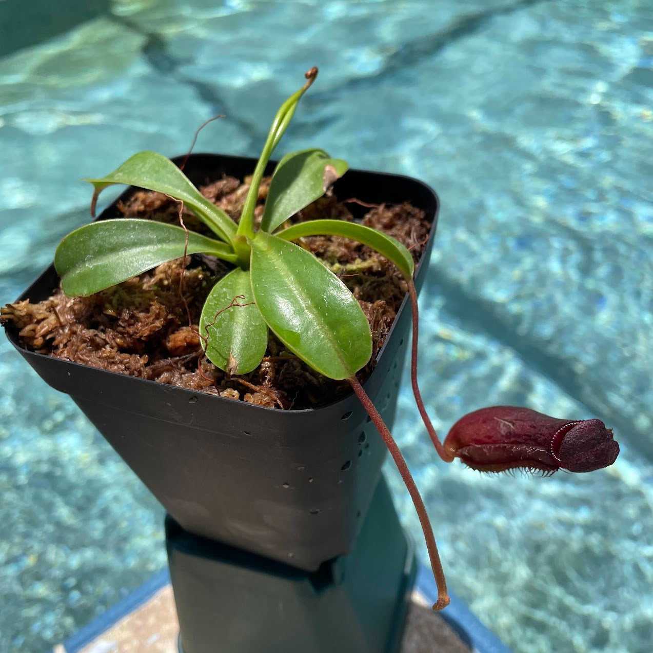 Nepenthes 'Briggsiana' (Lowii x Ventricosa 'Red') in a 3.5" pot