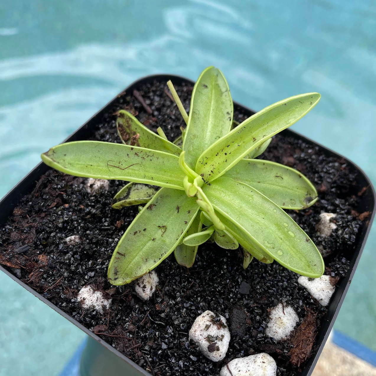 Primrose Butterwort (Pinguicula Primuliflora) in a 3.5" pot