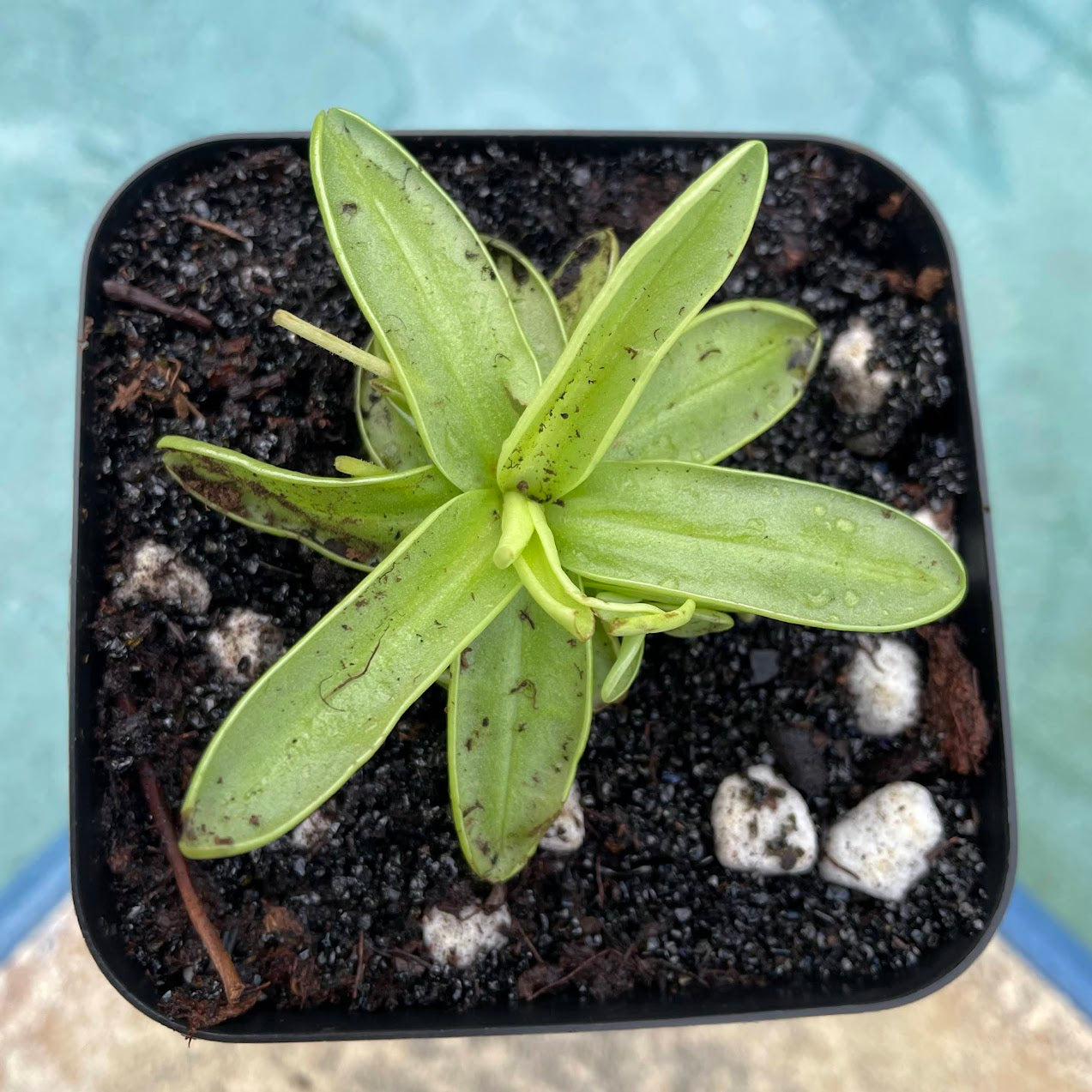 Primrose Butterwort (Pinguicula Primuliflora) in a 3.5" pot