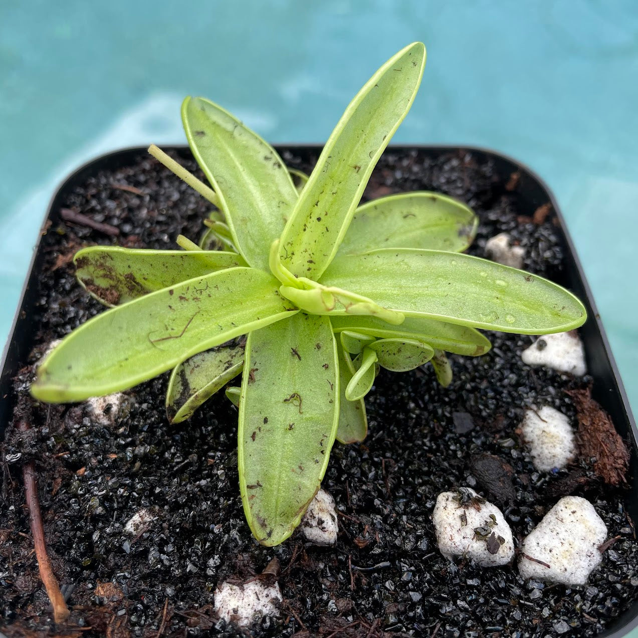 Primrose Butterwort (Pinguicula Primuliflora) in a 3.5" pot