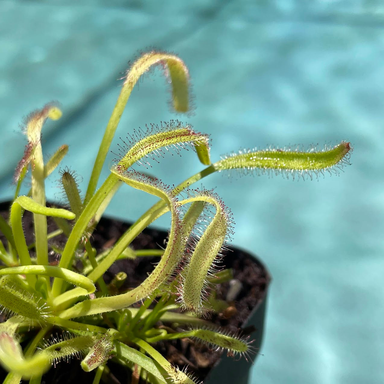 Cape Sundew (Drosera Capensis) in a 3.5" pot