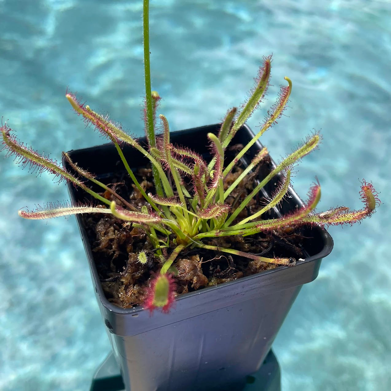 Cape Sundew (Drosera Capensis) in a 2.5" pot