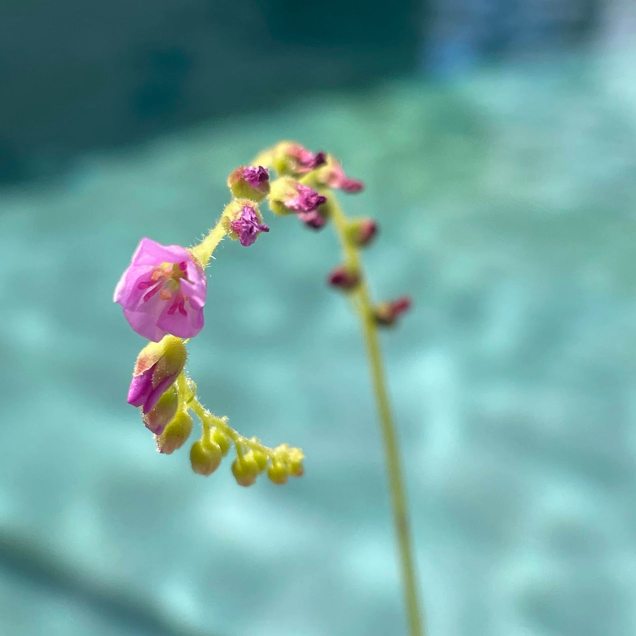 Cape Sundew (Drosera Capensis) in a 2.5" pot