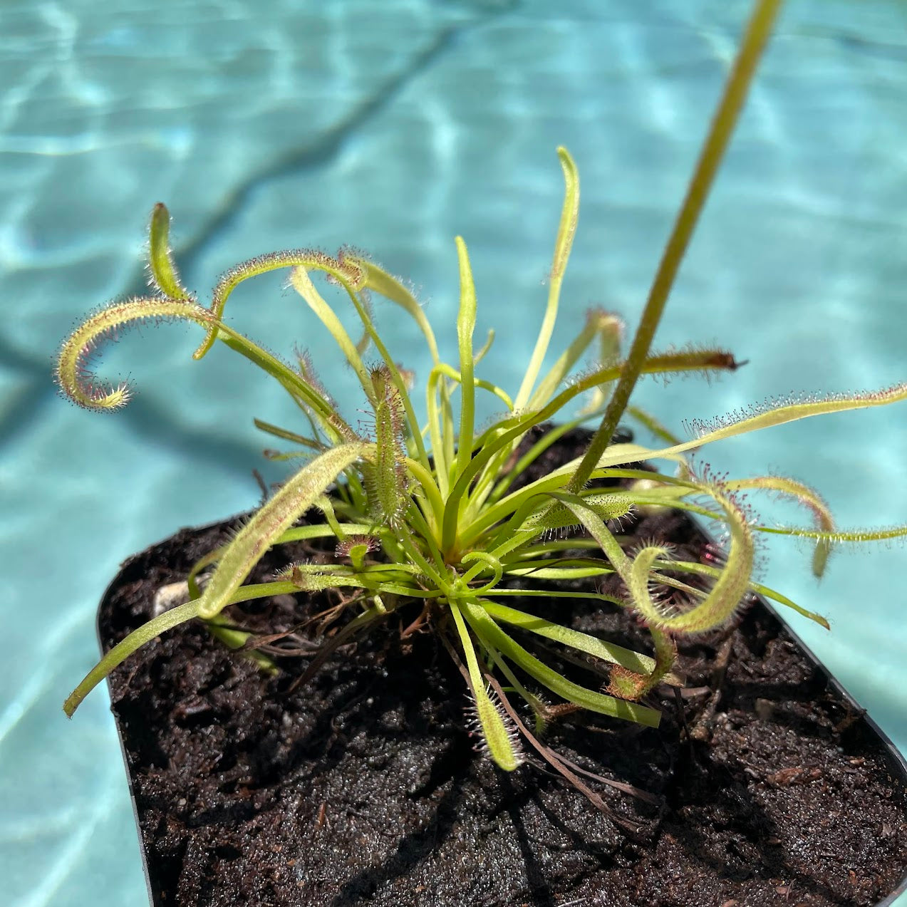 Cape Sundew (Drosera Capensis) in a 3.5" pot