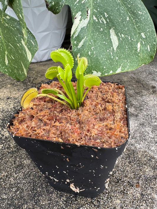 Venus Flytrap (Dionaea Muscipula) Dente in a 3.5" pot