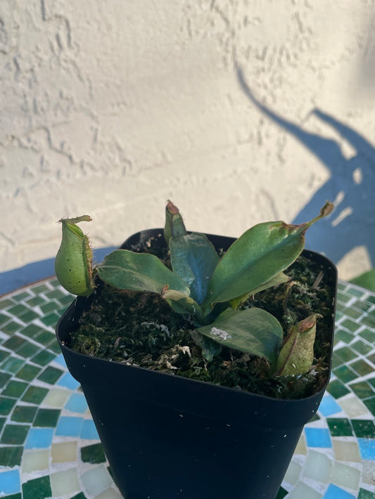 Nepenthes 'Diana' in a 3.5" pot