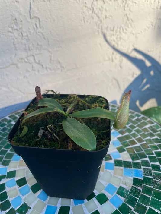 Nepenthes Dyeriana in a 3.5" pot