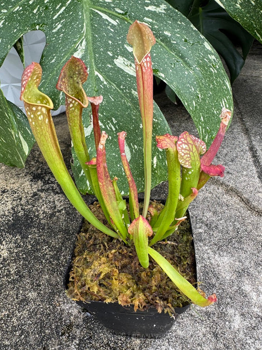 Sarracenia Farnhamii