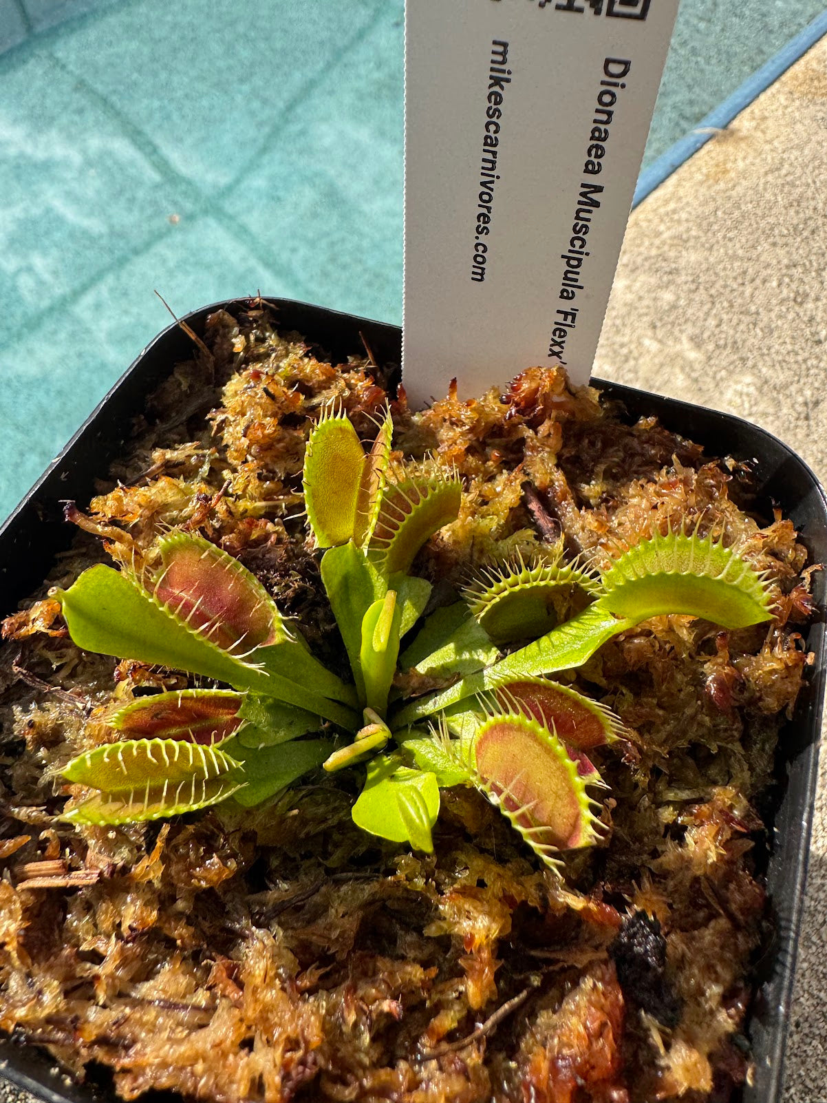 Venus Flytrap (Dionaea Muscipula) 'Flexx' in a 3.5" pot