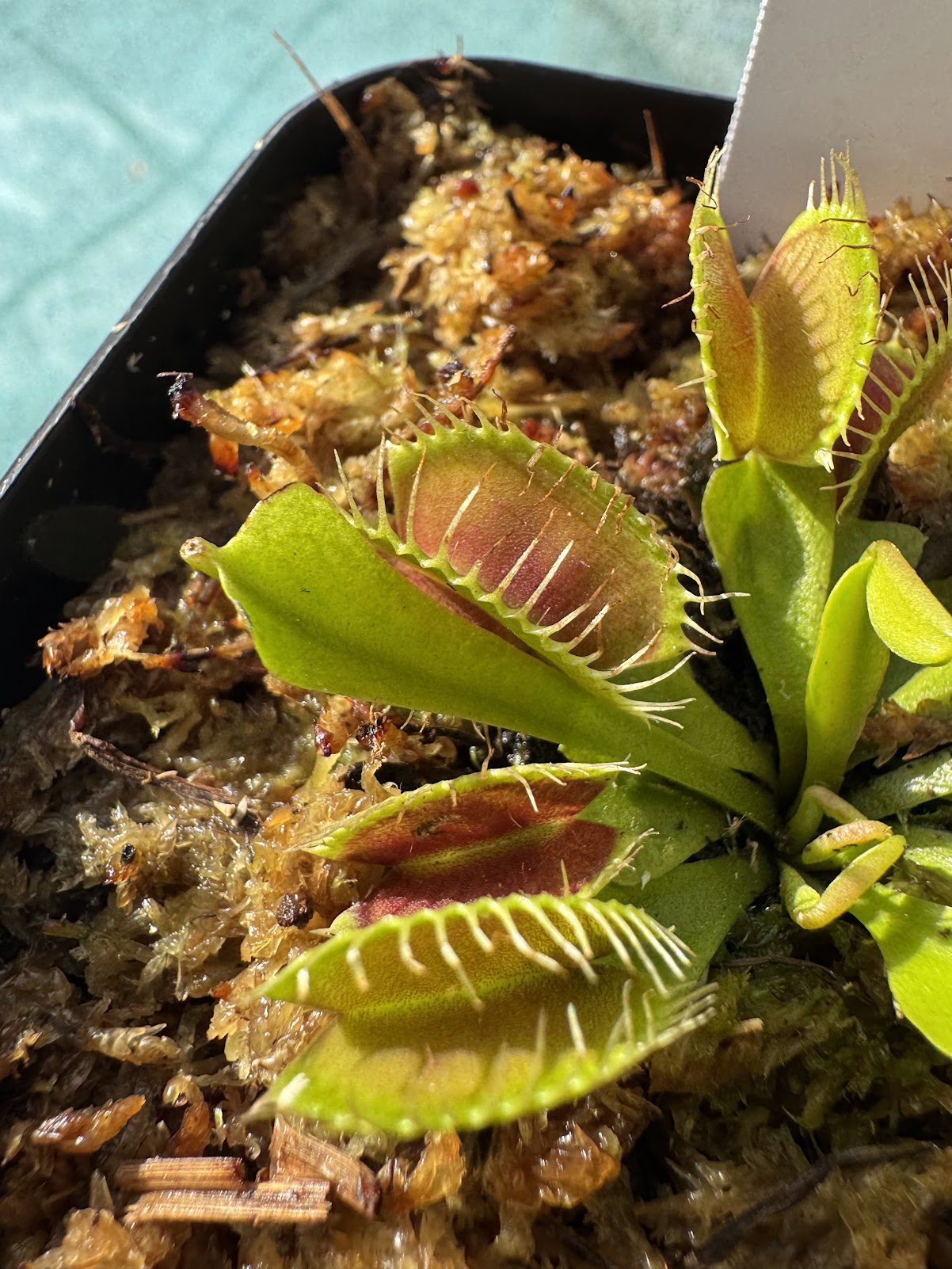 Venus Flytrap (Dionaea Muscipula) 'Flexx' in a 3.5" pot