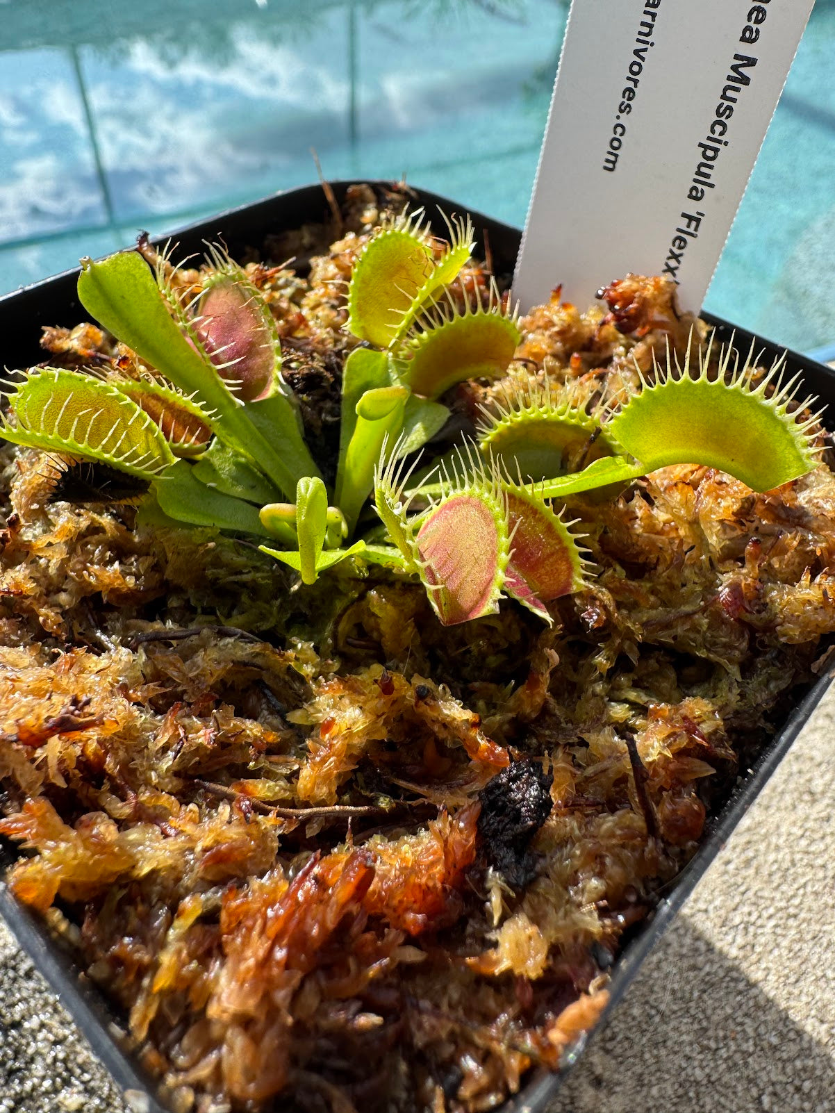 Venus Flytrap (Dionaea Muscipula) 'Flexx' in a 3.5" pot