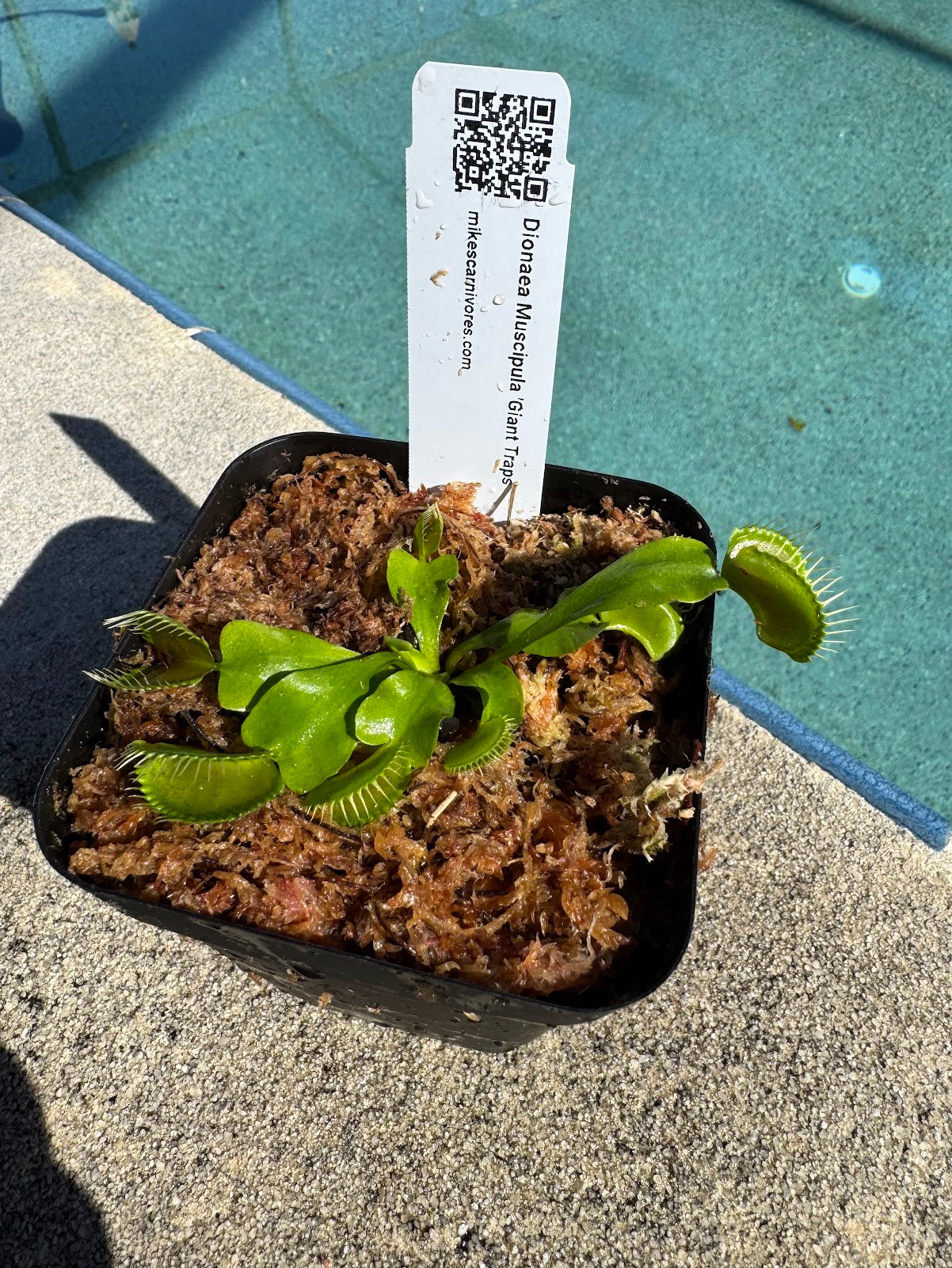 Venus Flytrap (Dionaea Muscipula) 'Giant Traps' in a 3.5" pot
