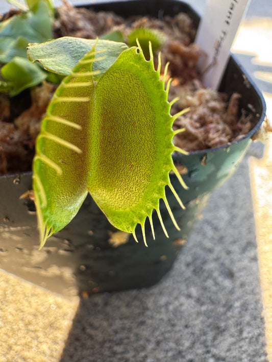 Venus Flytrap (Dionaea Muscipula) 'Giant Traps' in a 3.5" pot