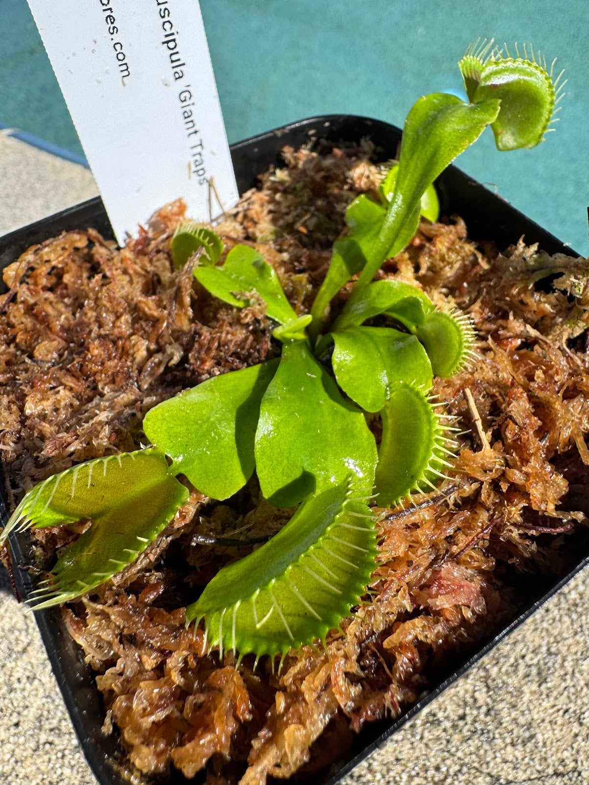 Venus Flytrap (Dionaea Muscipula) 'Giant Traps' in a 3.5" pot