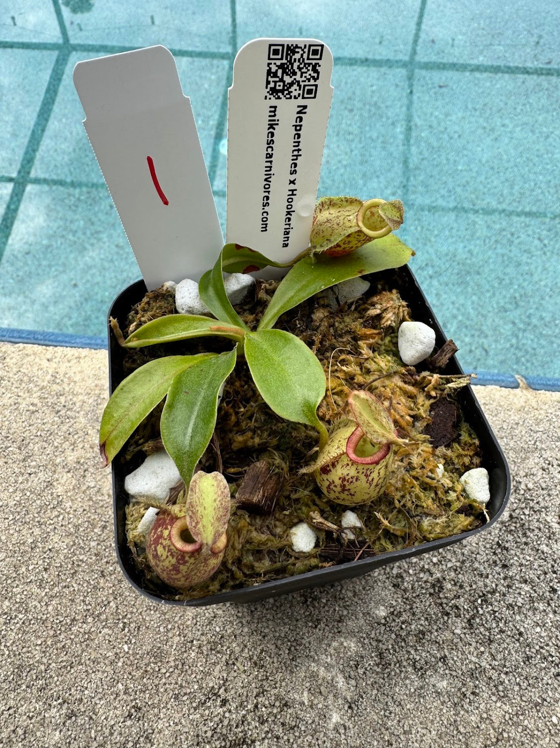 Nepenthes x Hookeriana