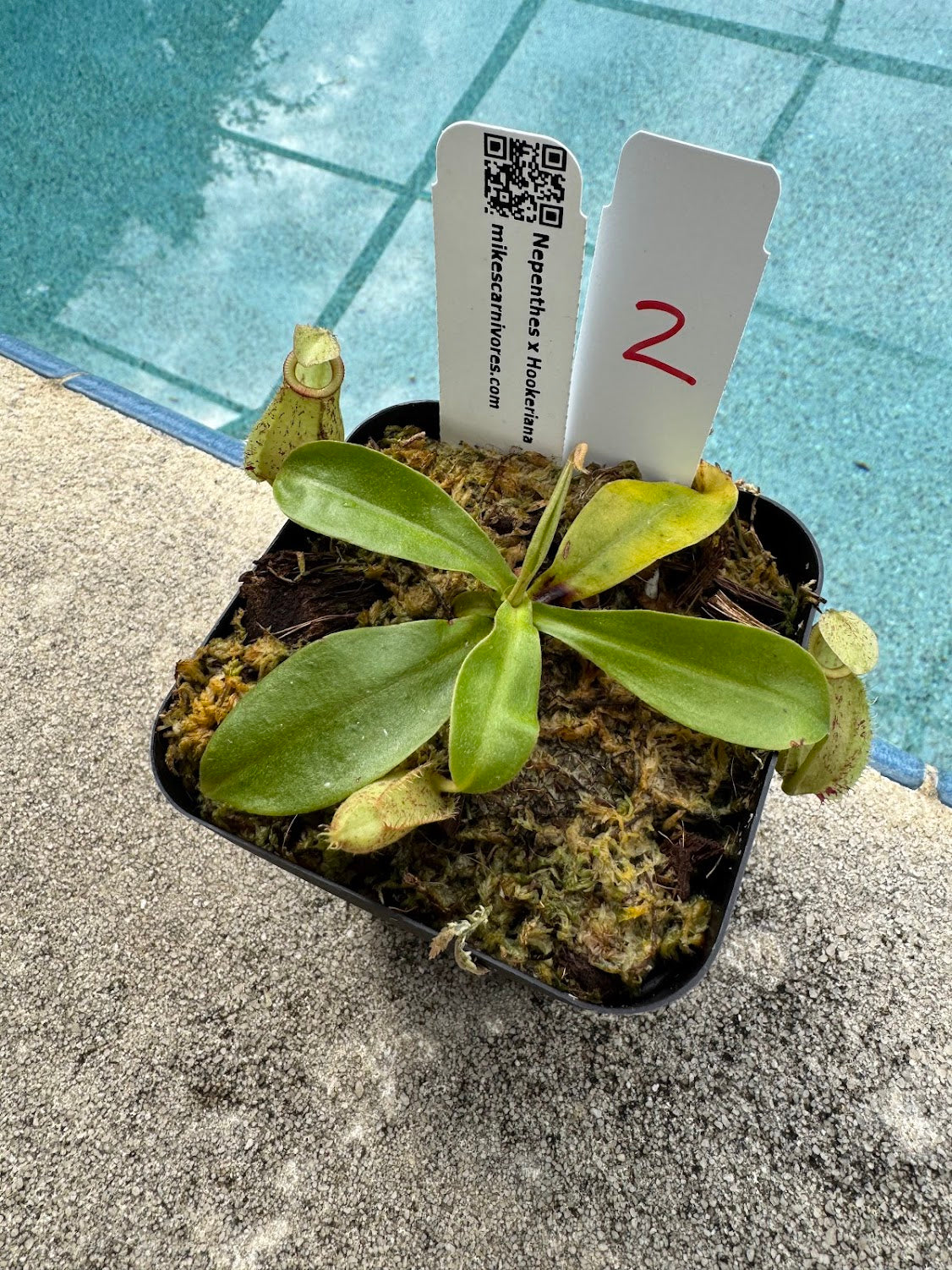 Nepenthes x Hookeriana