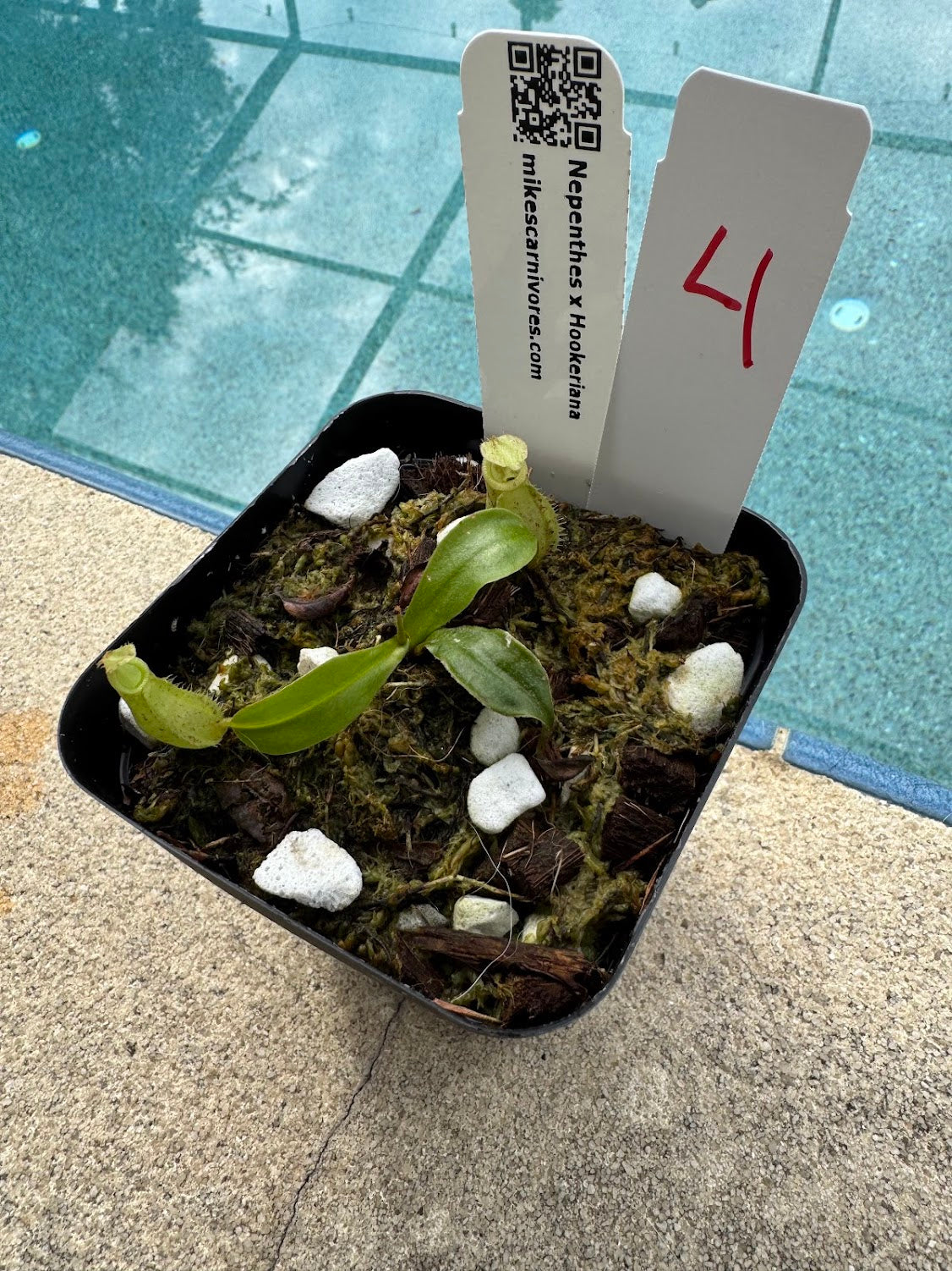 Nepenthes x Hookeriana