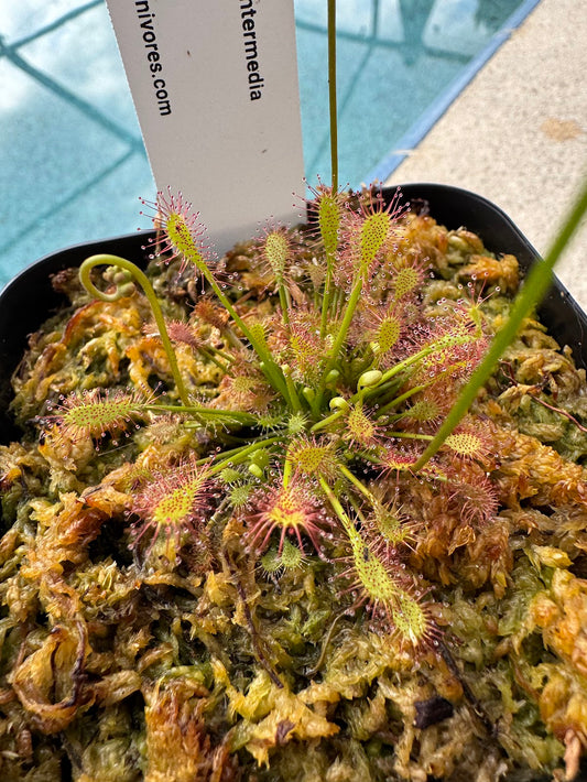 Oblong-leaved sundew - (Drosera Intermedia) in a 3.5" pot